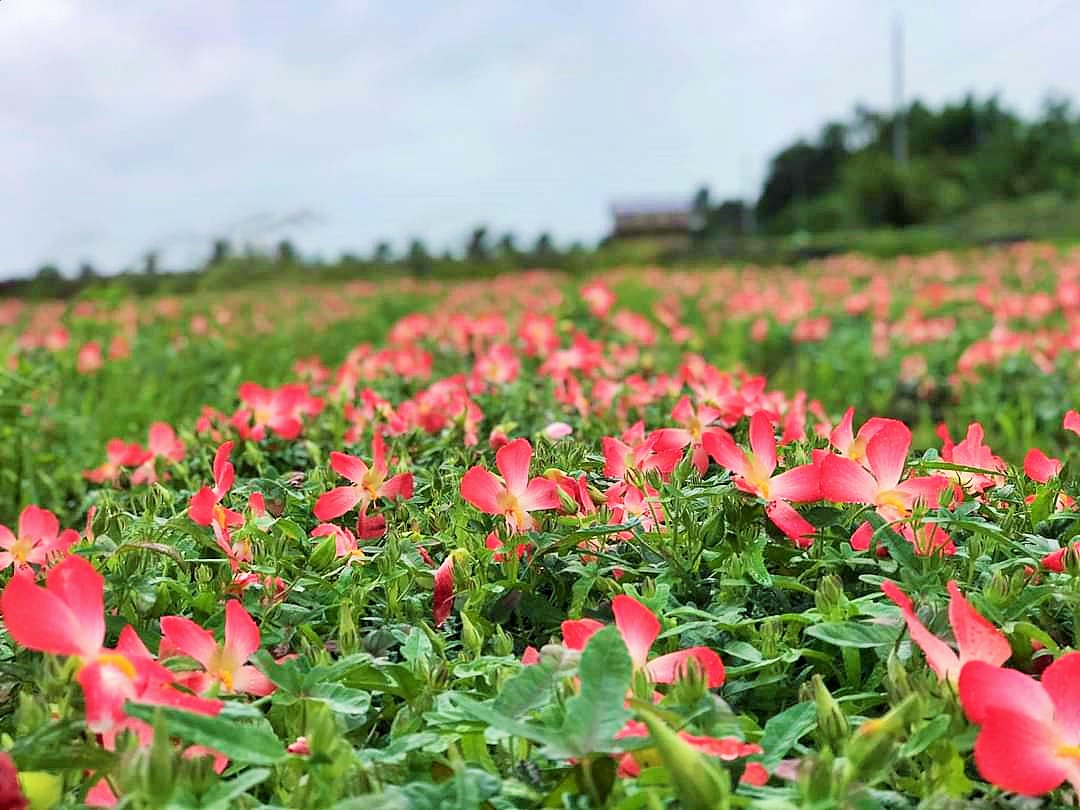 sâm sia ginseng có nguồn gốc tự nhiên